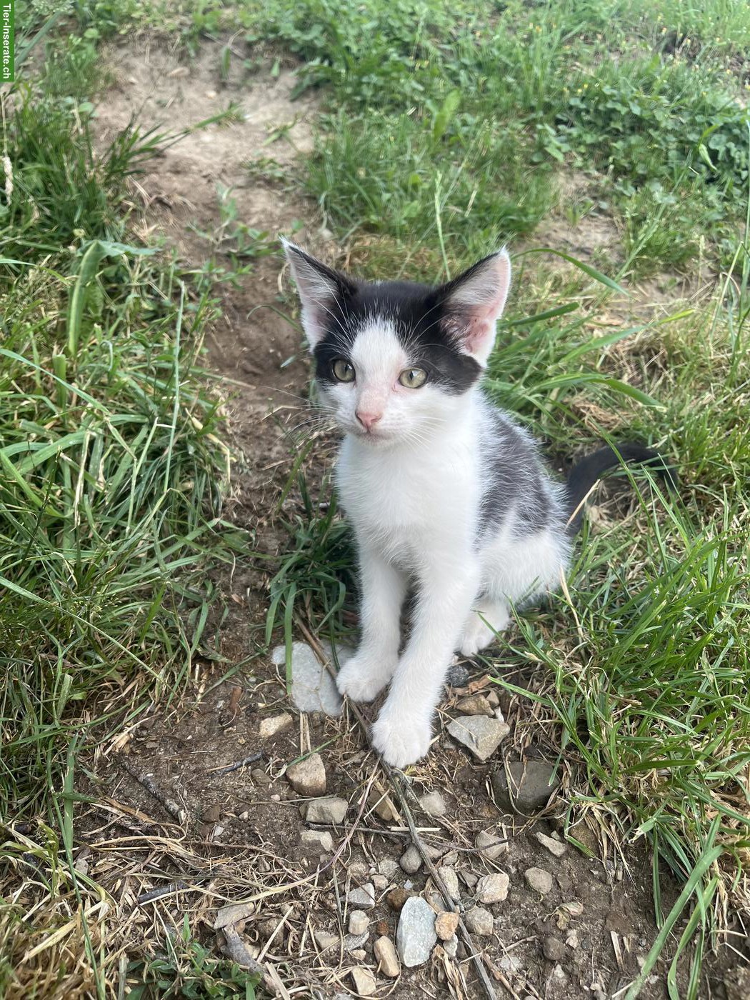 Kitten zu verkaufen, schwarz-weiss & schildpatt