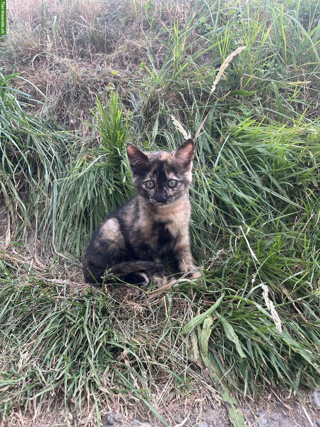 Bild 2: Kitten zu verkaufen, schwarz-weiss & schildpatt