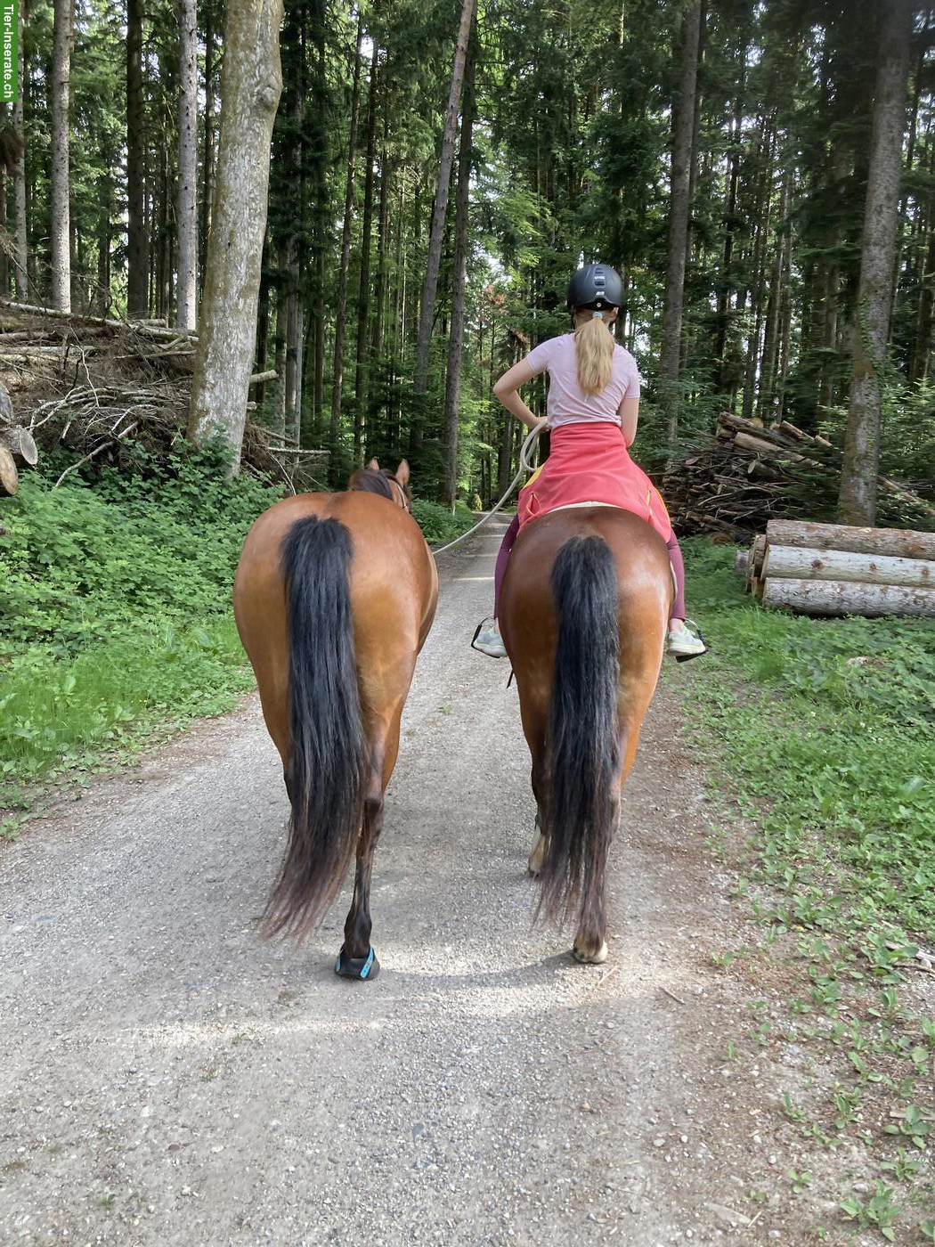 Reitbeteiligung zu vergeben, Mitreiterin gesucht, Ursenbach BE