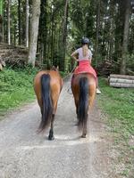 Reitbeteiligung zu vergeben, Mitreiterin gesucht, Ursenbach BE