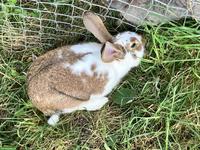 Junger Kaninchenbock Mischling