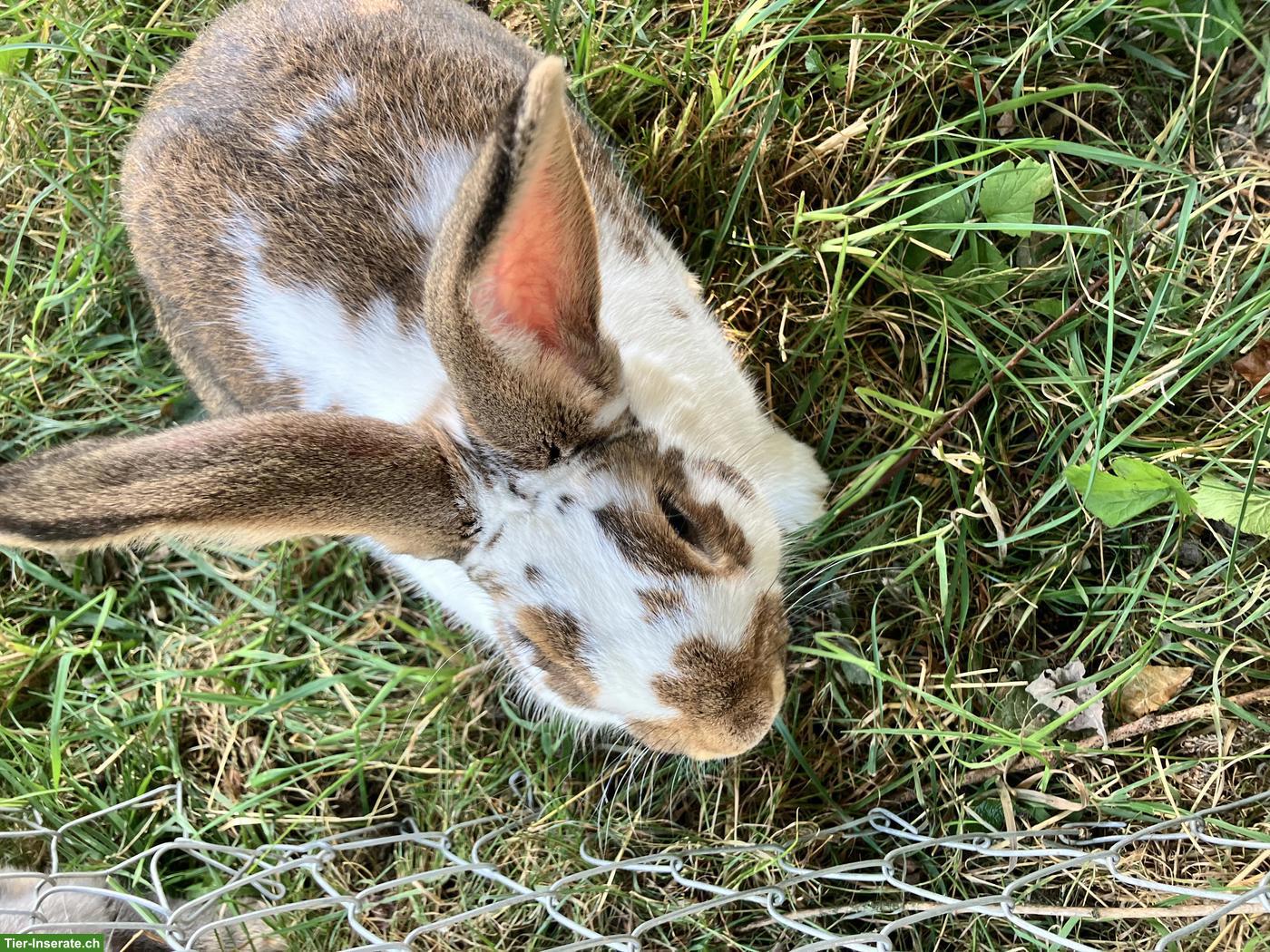 Bild 2: Junger Kaninchenbock Mischling