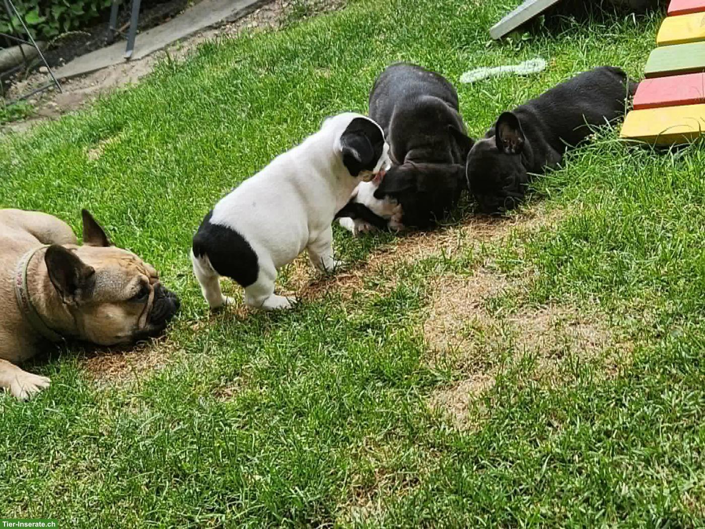 Bild 2: Französische Bulldoggen Welpen mit SKG/FCI Stammbaum