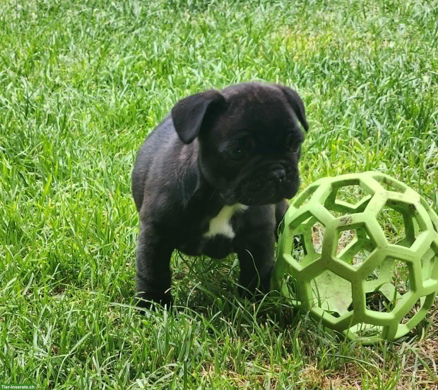 Bild 3: Französische Bulldoggen Welpen mit SKG/FCI Stammbaum