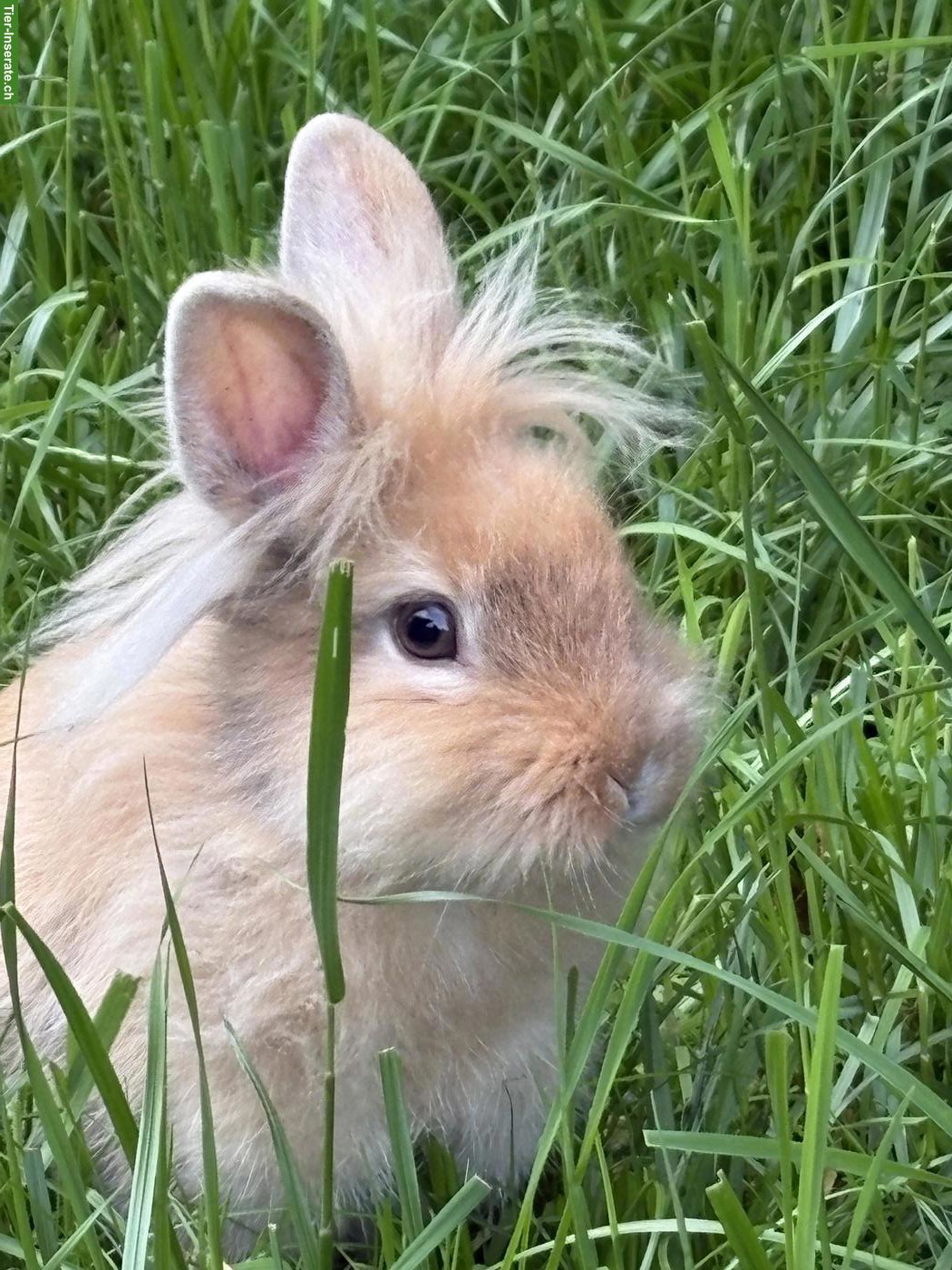 Löwenkopf Kaninchen für Aussenhaltung