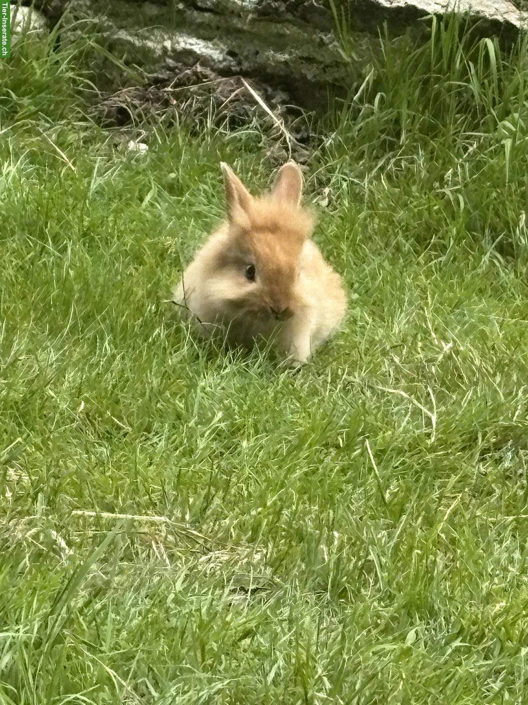 Bild 2: Löwenkopf Kaninchen für Aussenhaltung