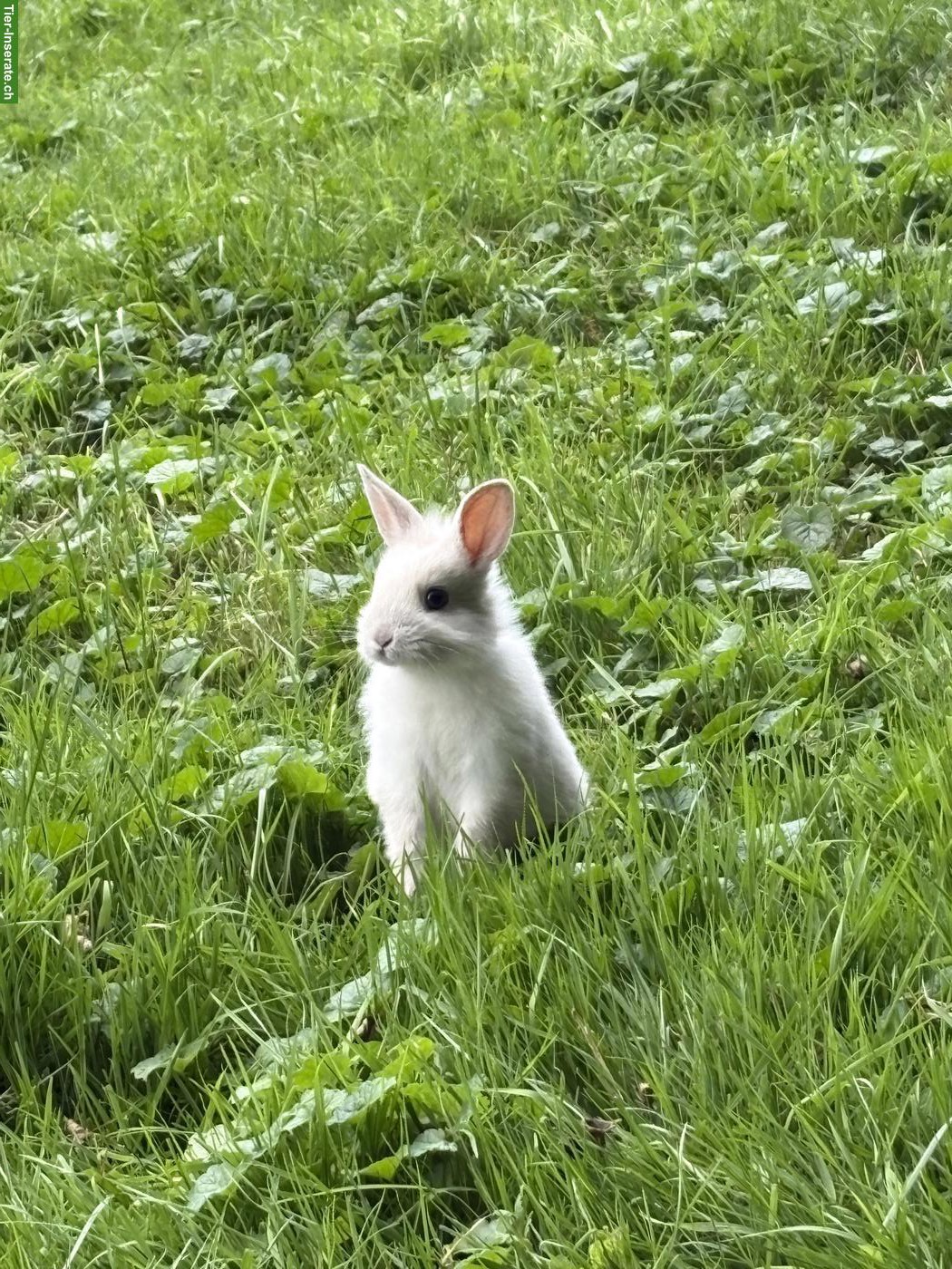 Bild 3: Löwenkopf Kaninchen für Aussenhaltung