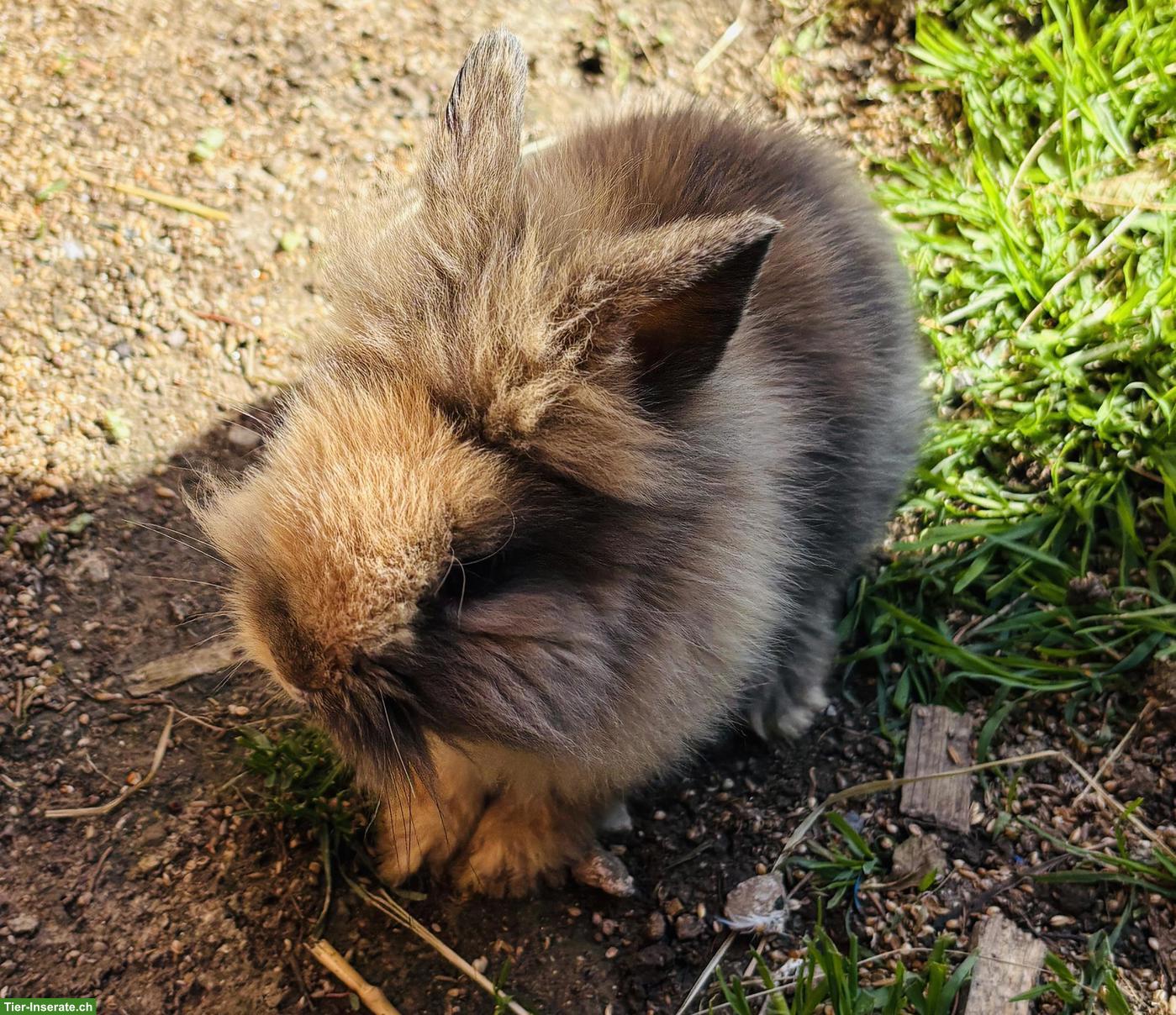 Bild 4: Löwenkopf Kaninchen für Aussenhaltung