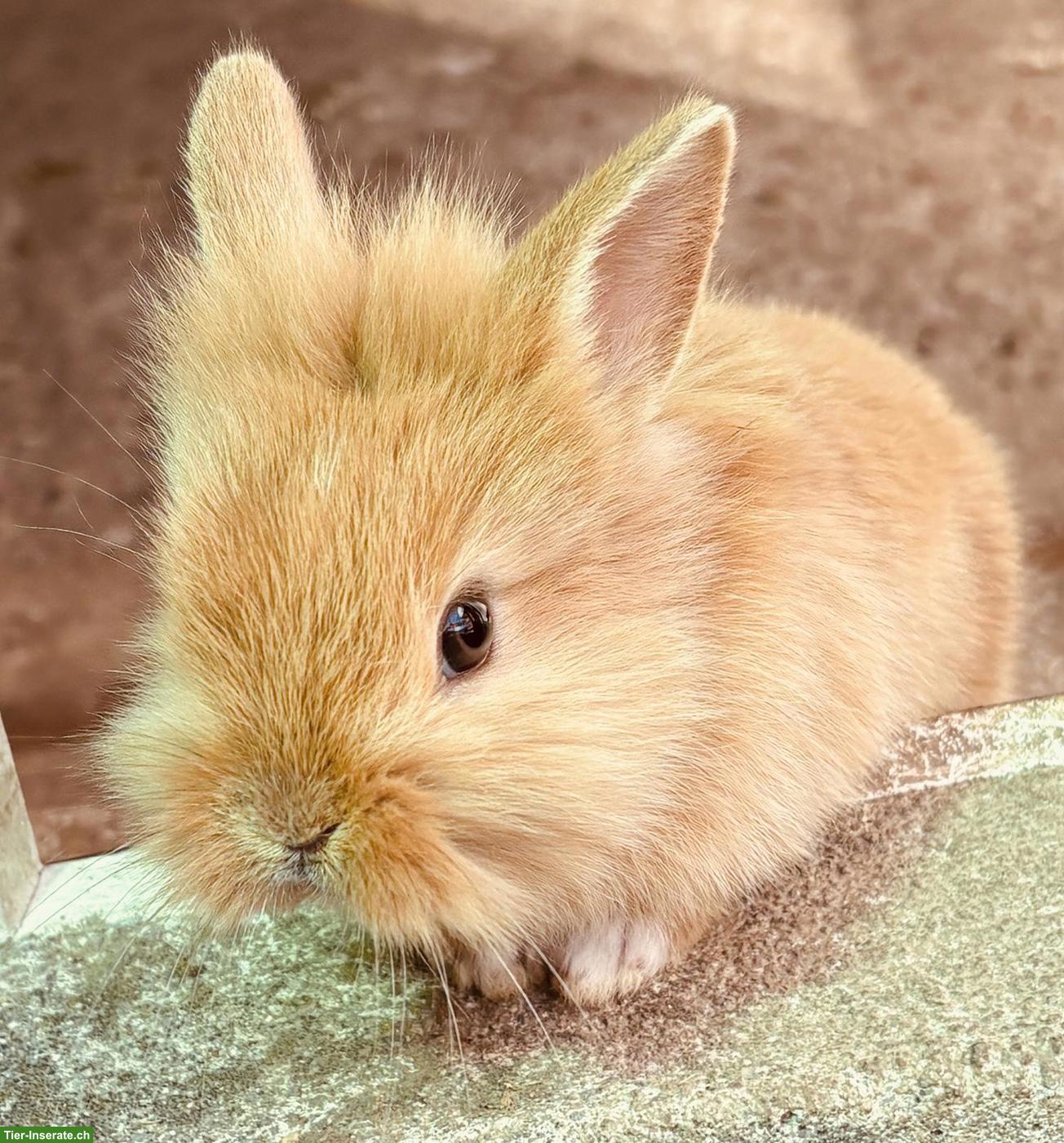 Bild 5: Löwenkopf Kaninchen für Aussenhaltung