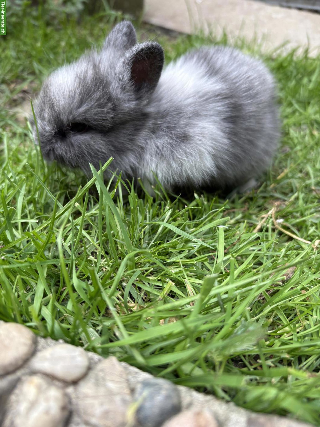 Bild 6: Löwenkopf Kaninchen für Aussenhaltung