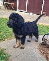 Goldendoodle Welpe (Rüde), kinderlieb und verschmust