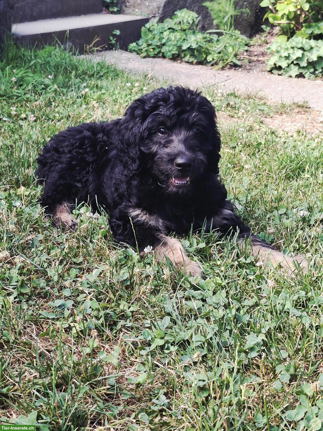 Bild 2: Goldendoodle Welpe (Rüde), kinderlieb und verschmust