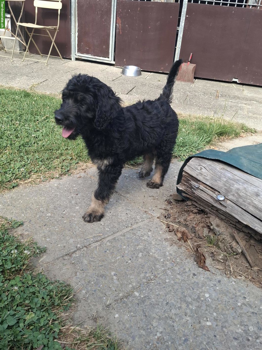 Bild 3: Goldendoodle Welpe (Rüde), kinderlieb und verschmust