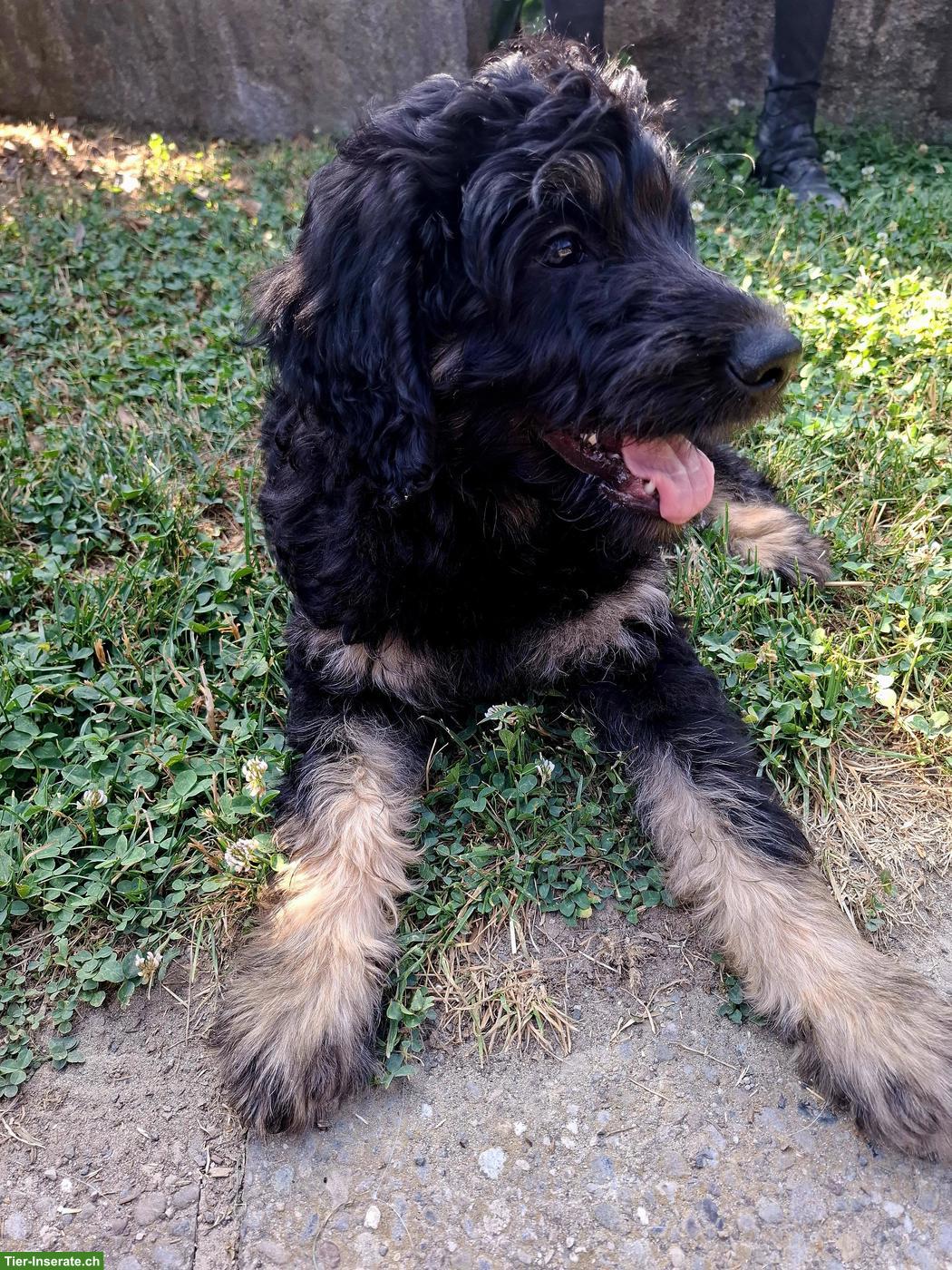 Bild 4: Goldendoodle Welpe (Rüde), kinderlieb und verschmust