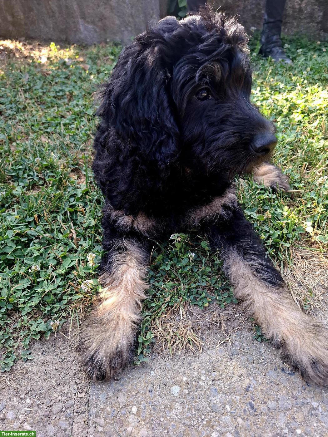 Bild 5: Goldendoodle Welpe (Rüde), kinderlieb und verschmust