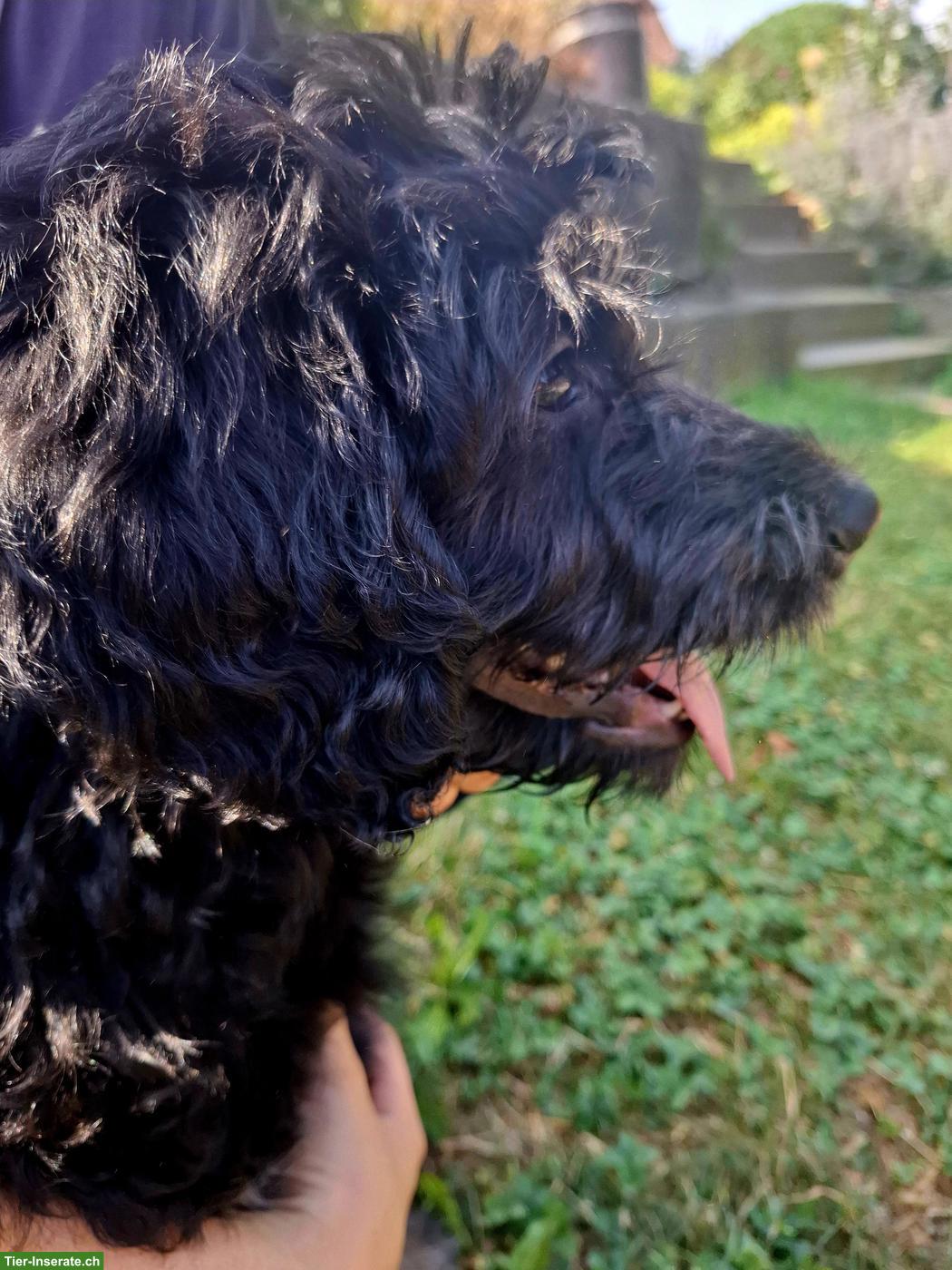 Bild 6: Goldendoodle Welpe (Rüde), kinderlieb und verschmust