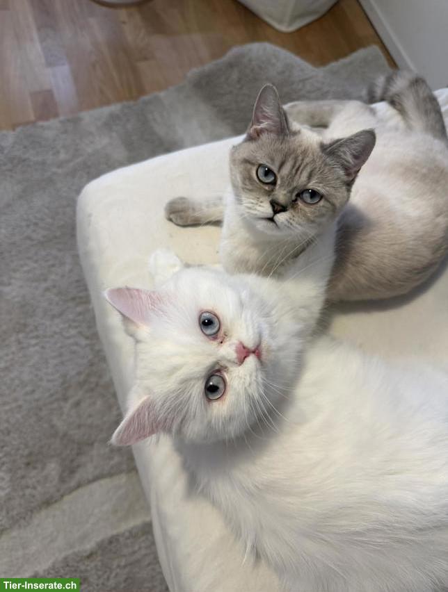 2 BKH Katzen, weiblich