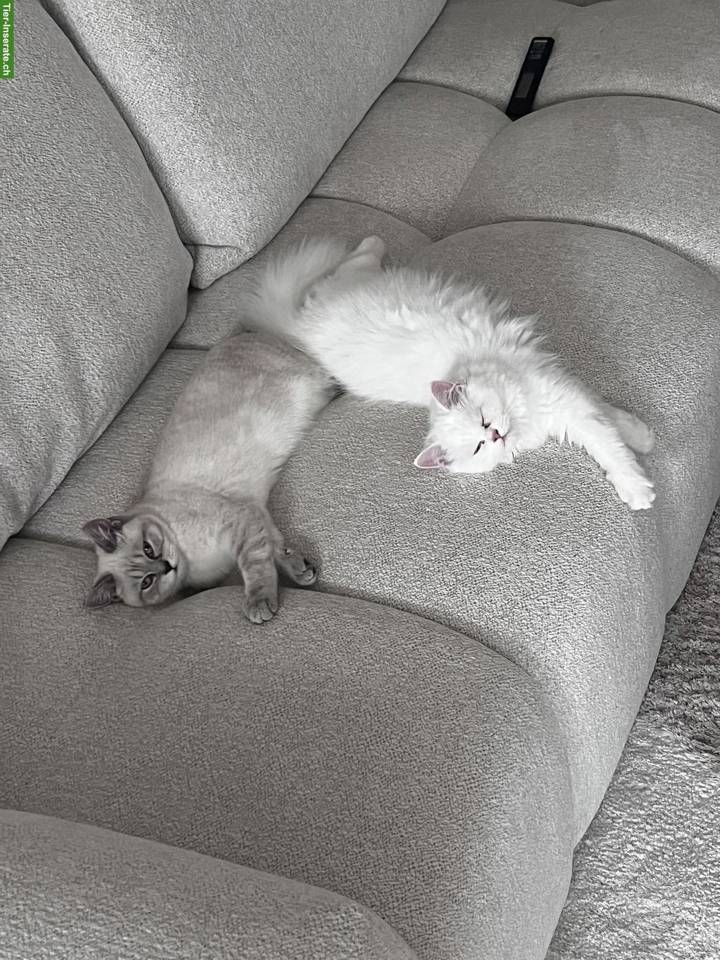Bild 2: 2 BKH Katzen, weiblich