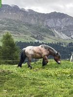 Reitbeteiligung für Ardenner & Welsh A Pony in Sins AG