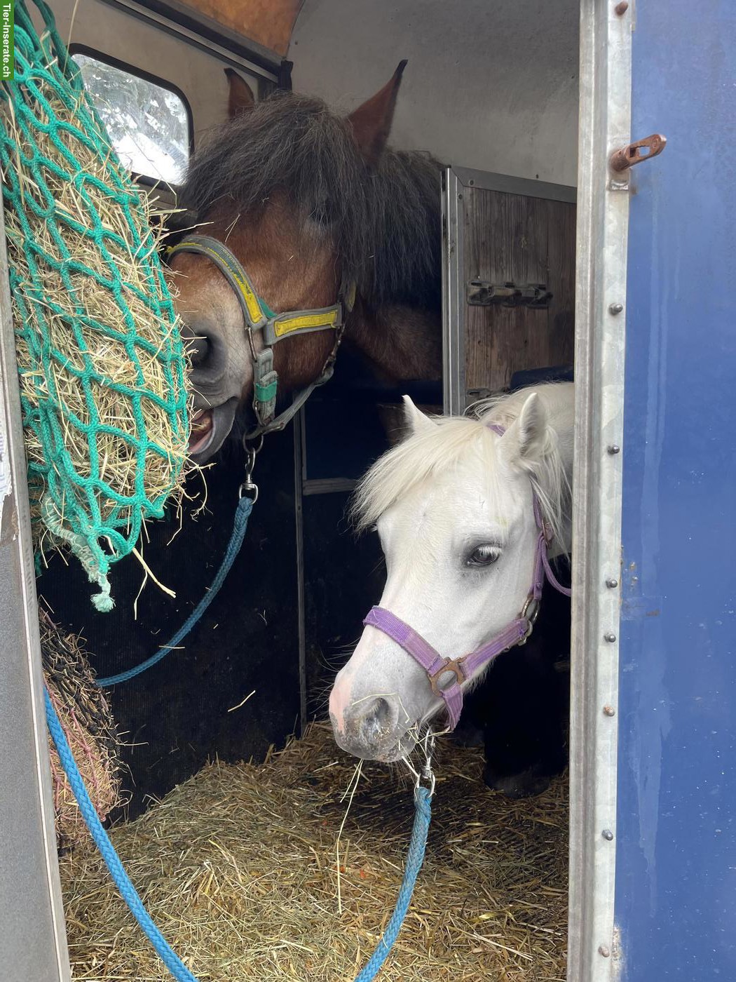 Bild 2: Reitbeteiligung für Ardenner & Welsh A Pony in Sins AG