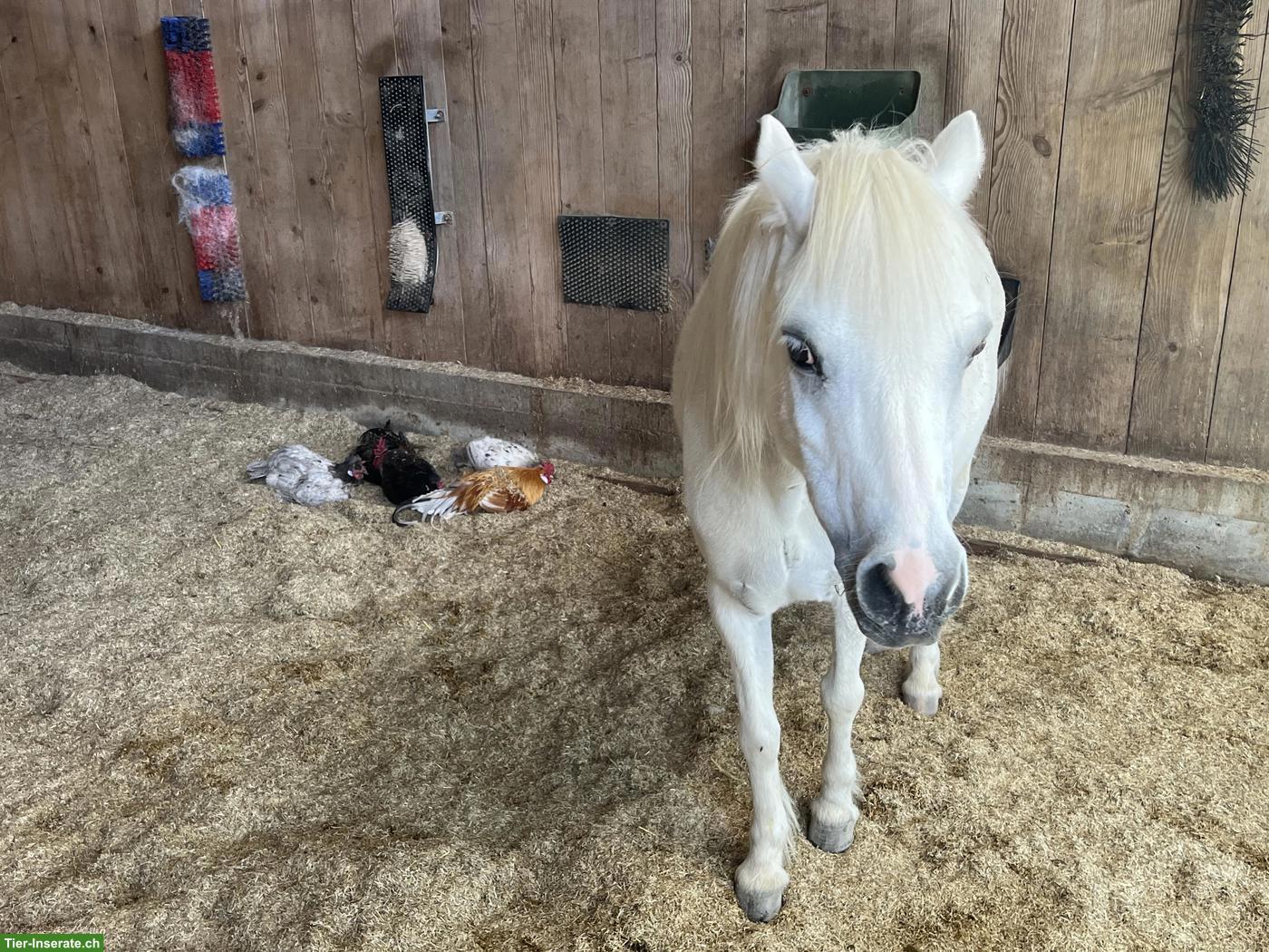 Bild 3: Reitbeteiligung für Ardenner & Welsh A Pony in Sins AG