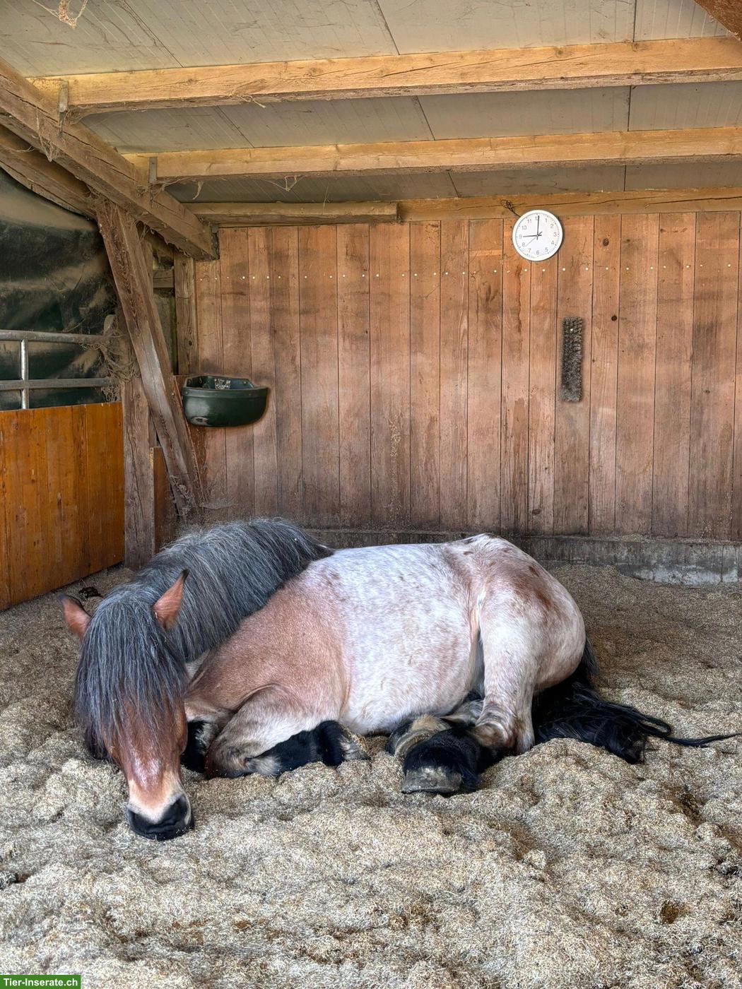 Bild 4: Reitbeteiligung für Ardenner & Welsh A Pony in Sins AG