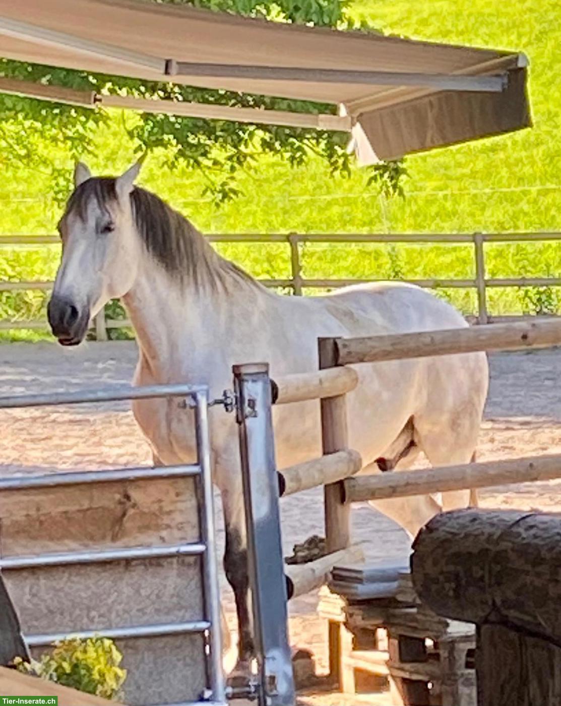 Reitbeteiligung für Lusitano in Siebnen SZ