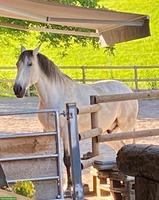 Reitbeteiligung für Lusitano in Siebnen SZ