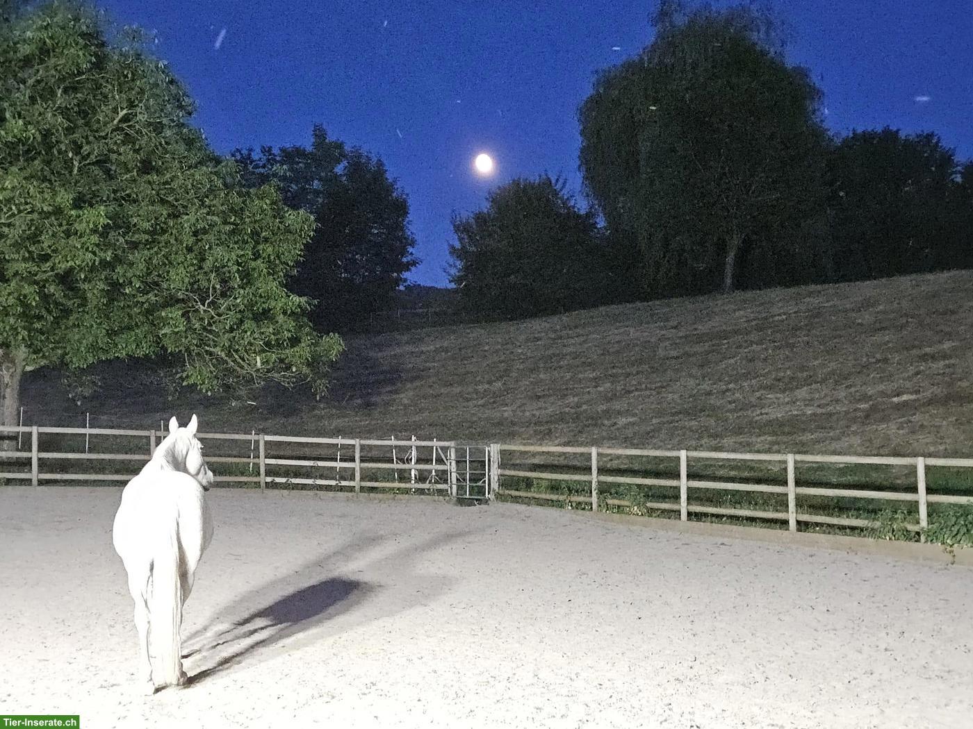 Bild 2: Reitbeteiligung für Lusitano in Siebnen SZ