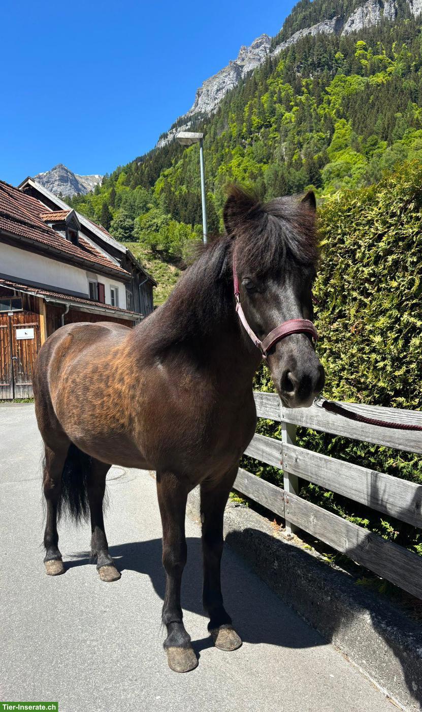 Tolle 5-Gang Islandpferd-Stute mit Top-Abstammung