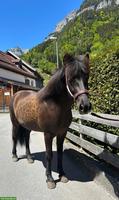 Tolle 5-Gang Islandpferd-Stute mit Top-Abstammung