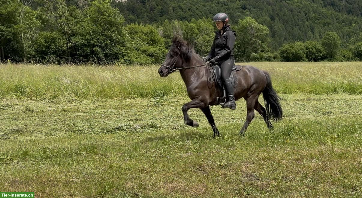 Bild 2: Tolle 5-Gang Islandpferd-Stute mit Top-Abstammung