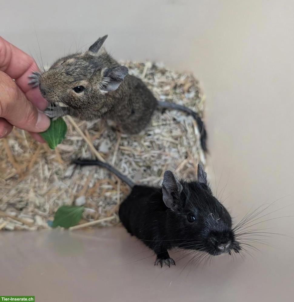 2 junge Degus suchen ein neues Zuhause