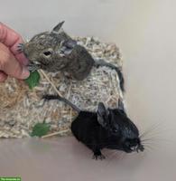 2 junge Degus suchen ein neues Zuhause