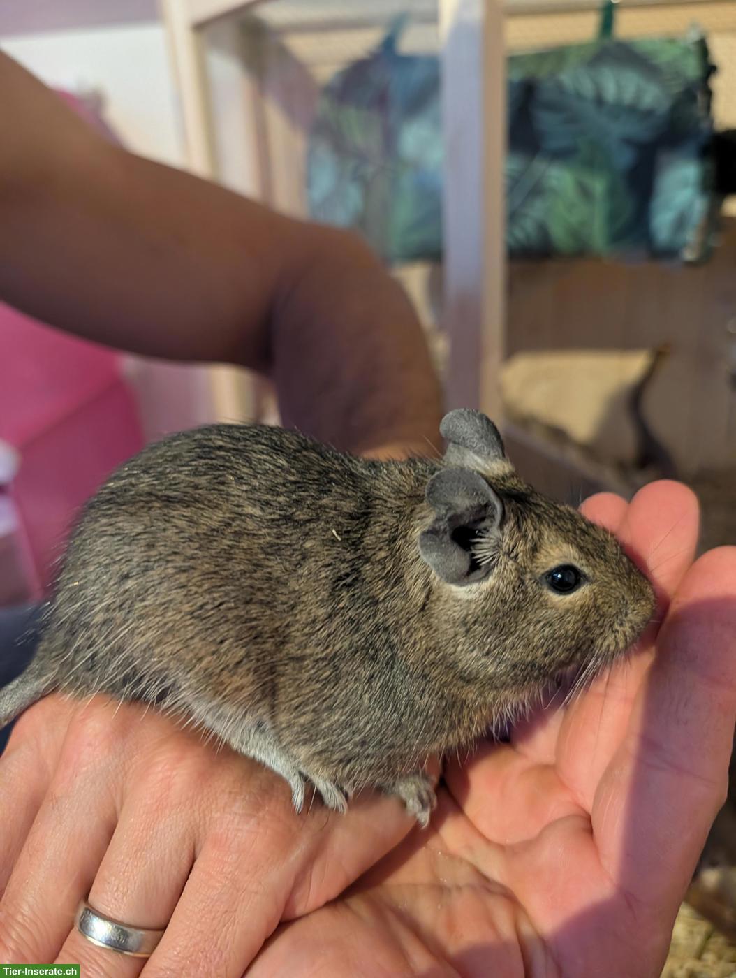 Bild 2: 2 junge Degus suchen ein neues Zuhause