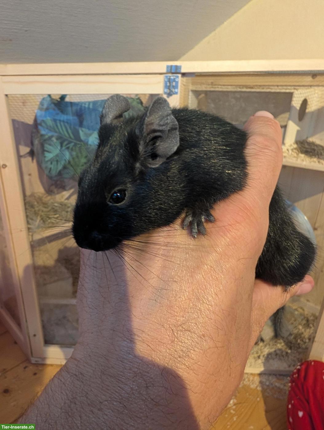 Bild 3: 2 junge Degus suchen ein neues Zuhause
