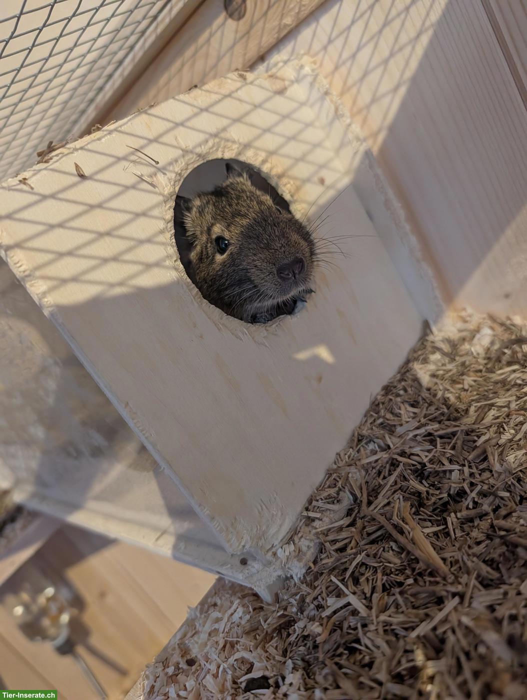 Bild 4: 2 junge Degus suchen ein neues Zuhause