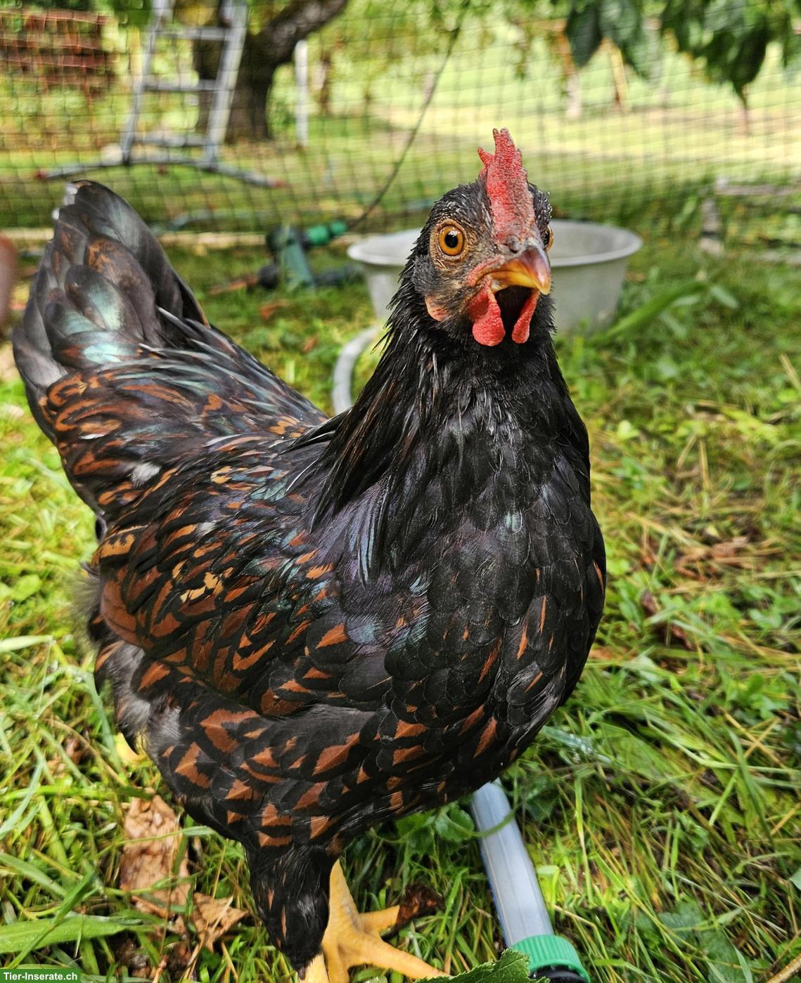 GRATIS: Zwerg-Barnevelder Hahn