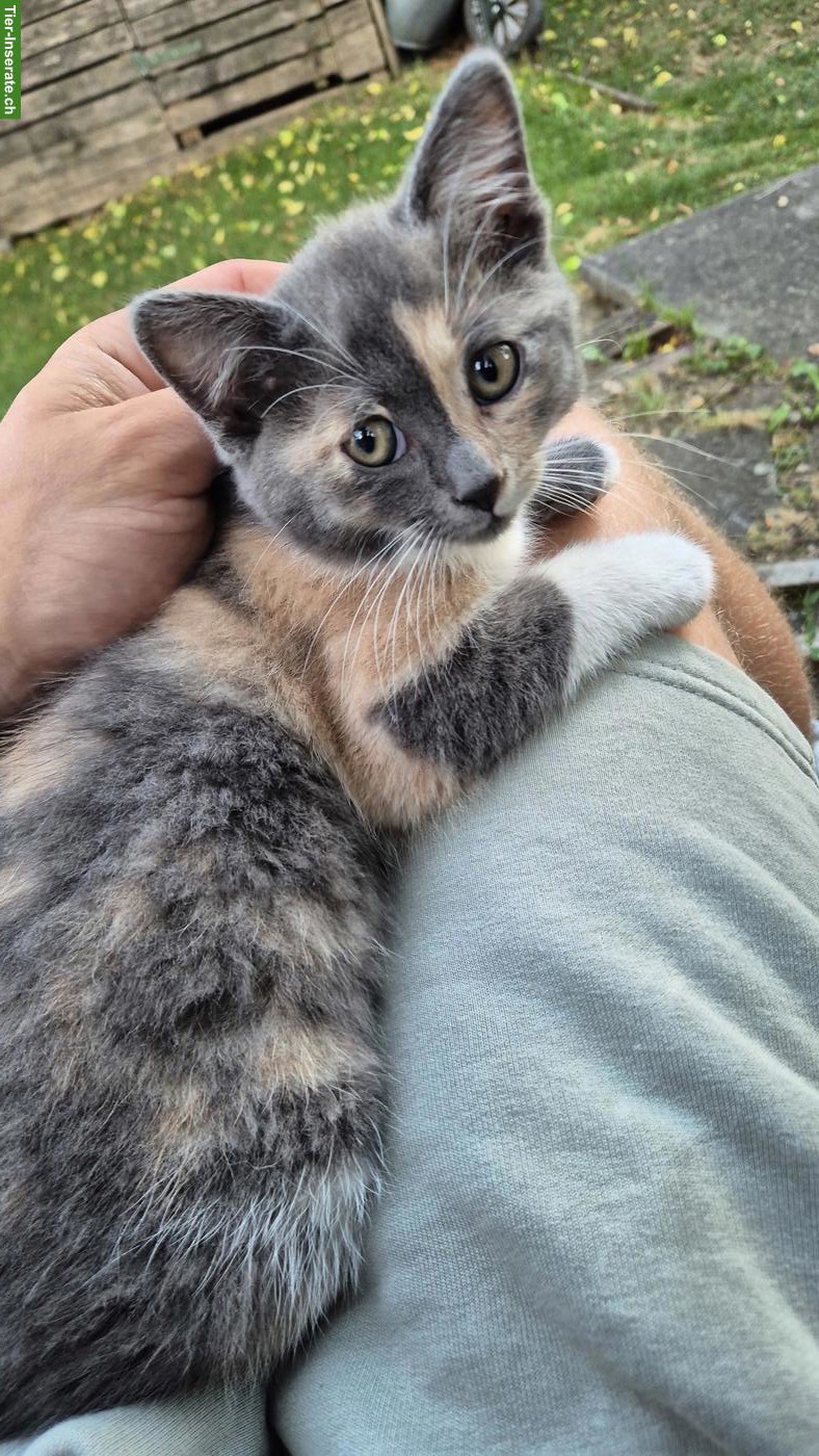 Maine Coon Mix Kätzchen suchen ein Zuhause