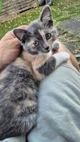 Maine Coon Mix Kätzchen suchen ein Zuhause