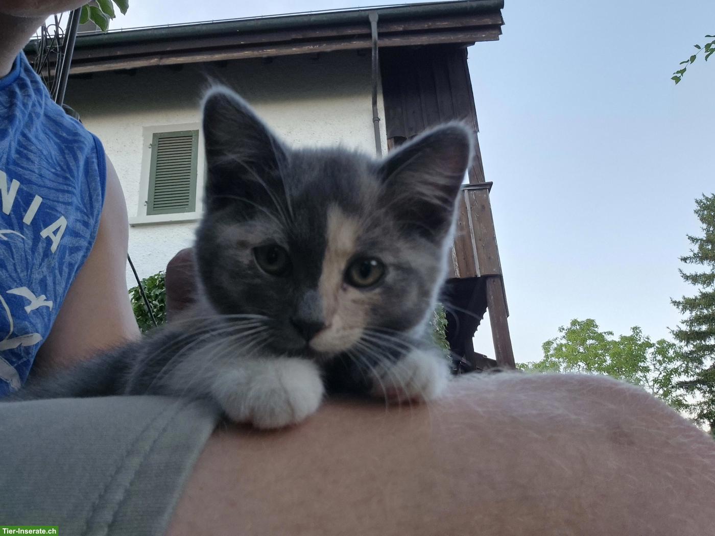 Bild 2: Maine Coon Mix Kätzchen suchen ein Zuhause