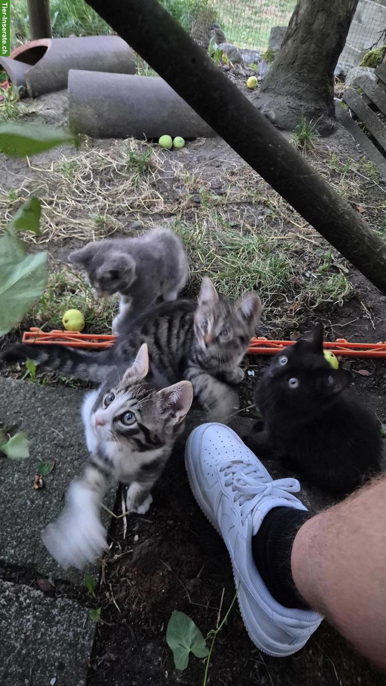 Bild 3: Maine Coon Mix Kätzchen suchen ein Zuhause