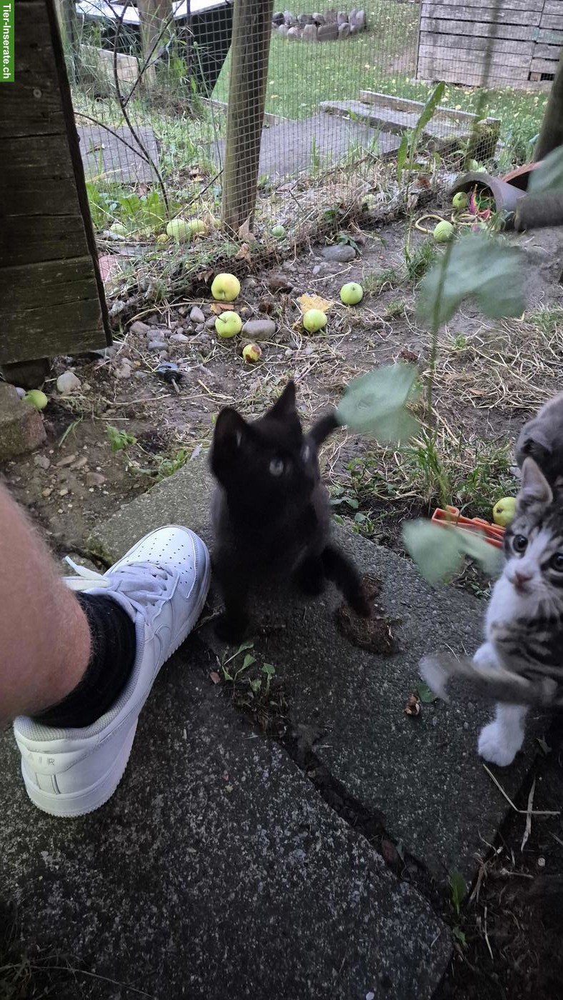 Bild 4: Maine Coon Mix Kätzchen suchen ein Zuhause