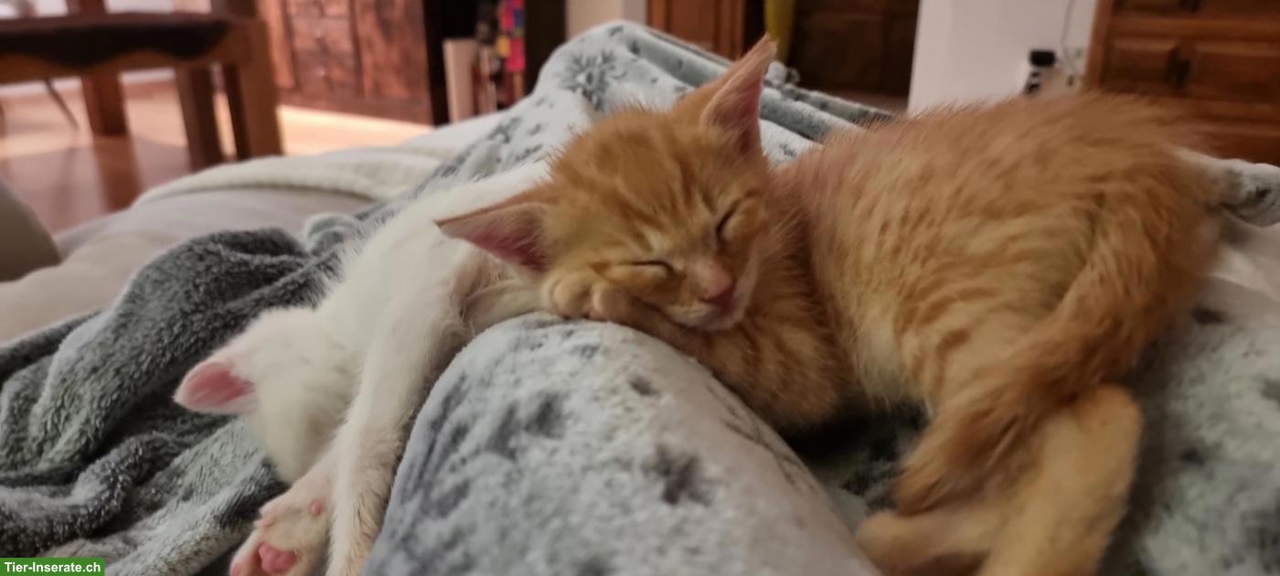 Babykatzen/Kitten suchen neue Familie