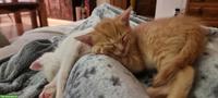 Babykatzen/Kitten suchen neue Familie