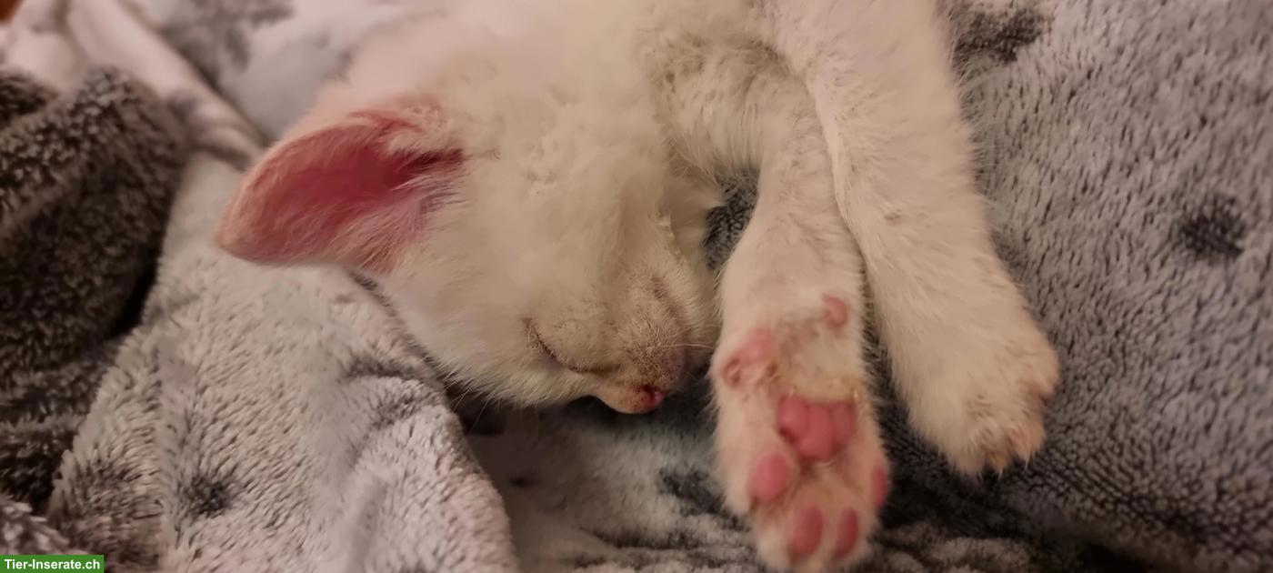 Bild 2: Babykatzen/Kitten suchen neue Familie