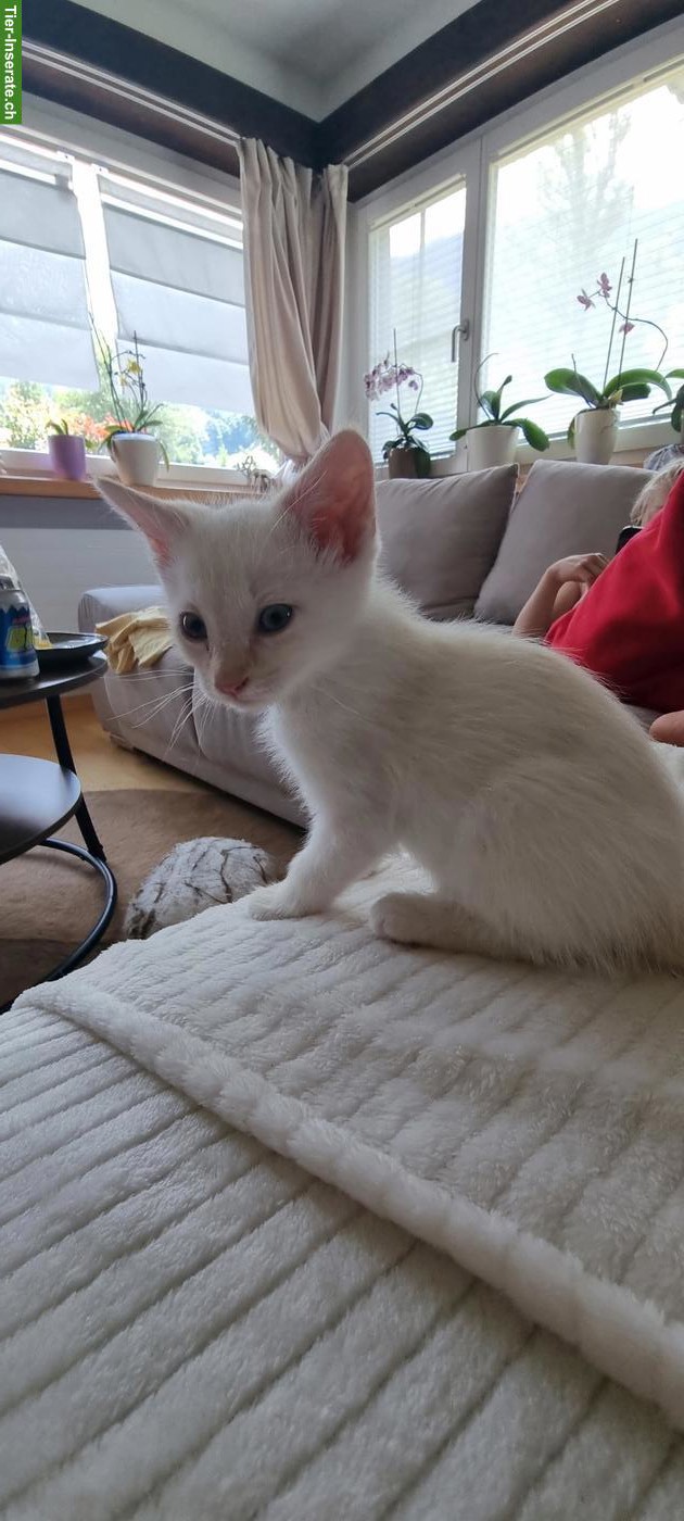 Bild 3: Babykatzen/Kitten suchen neue Familie
