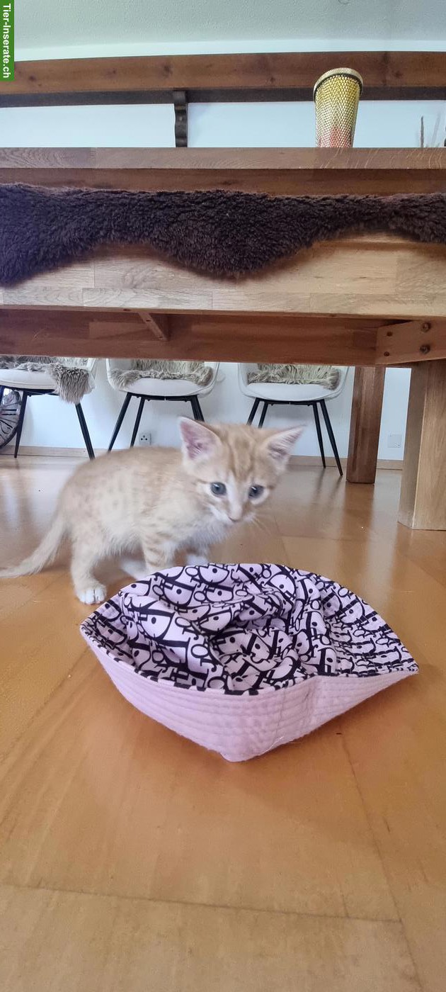Bild 4: Babykatzen/Kitten suchen neue Familie