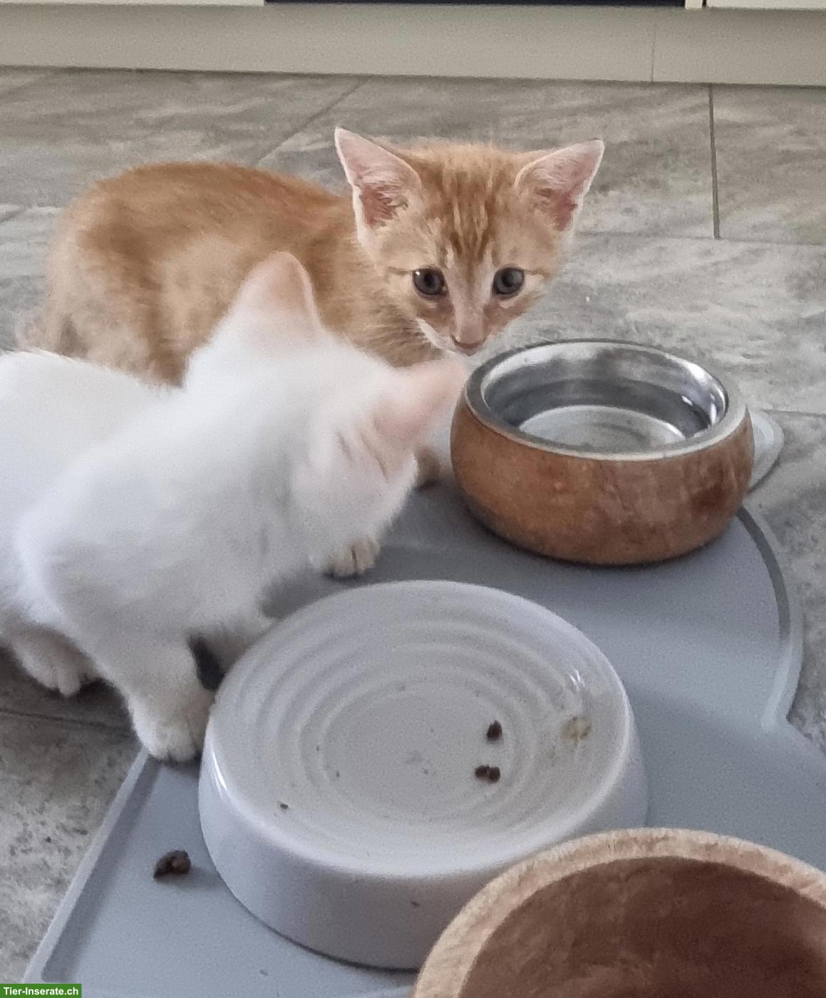 Bild 5: Babykatzen/Kitten suchen neue Familie