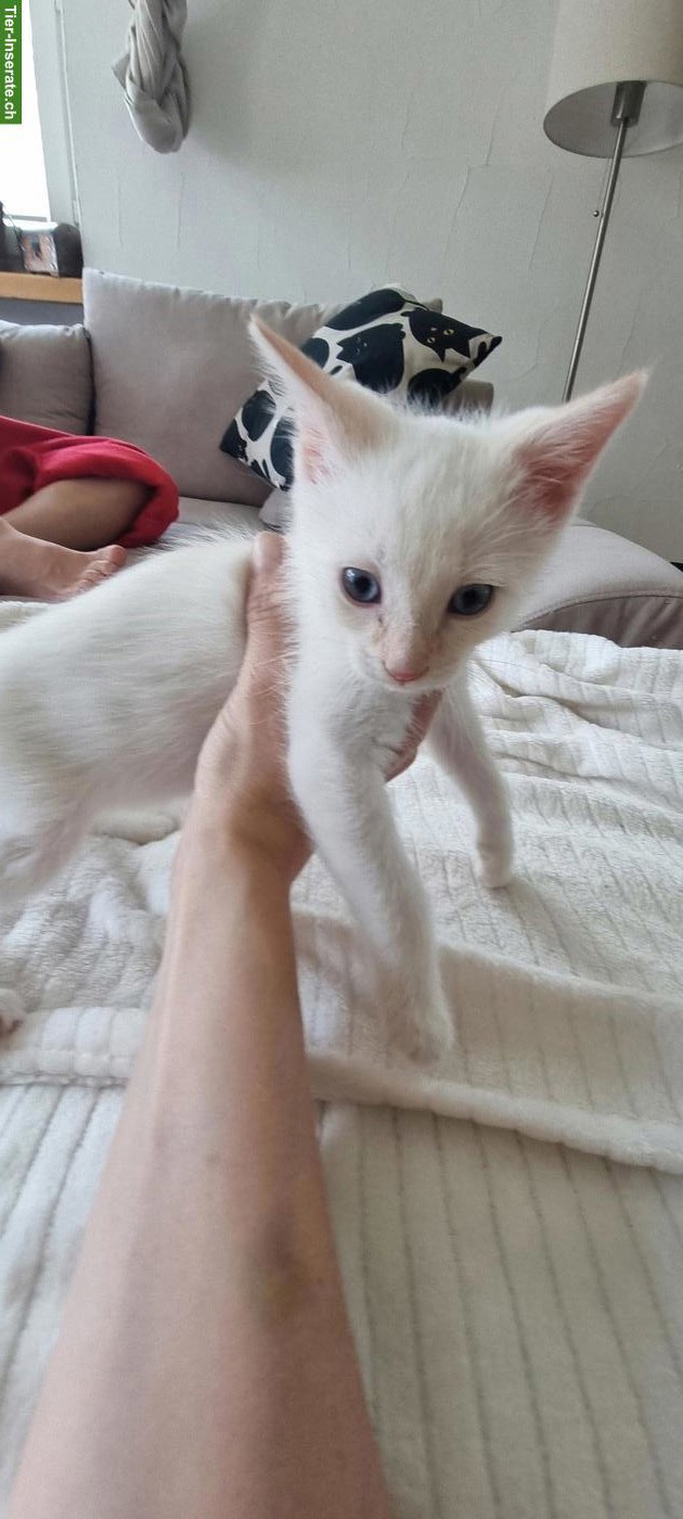 Bild 6: Babykatzen/Kitten suchen neue Familie